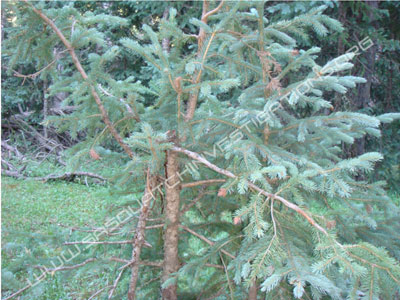 Bigfoot Picture Of Devils Kitch Tree Snap
