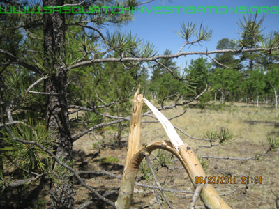 Bigfoot Fresh Tree Break