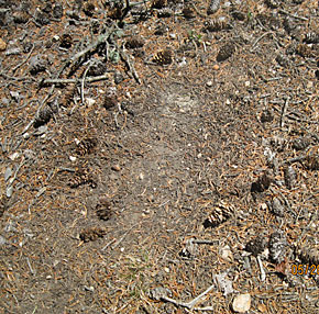 Bigfoot Footprint May 2011