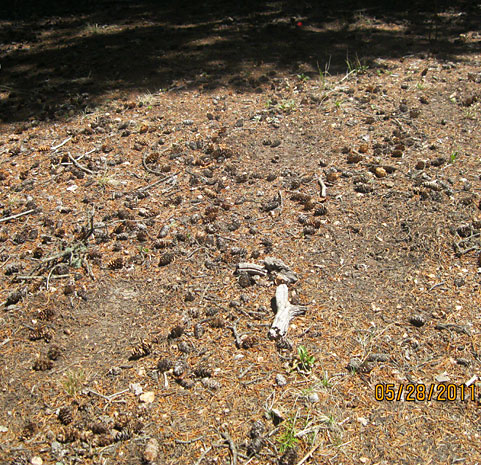Bigfoot Footprints May 2011
