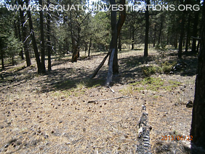 Bigfoot Research Oddities in Colorado 3