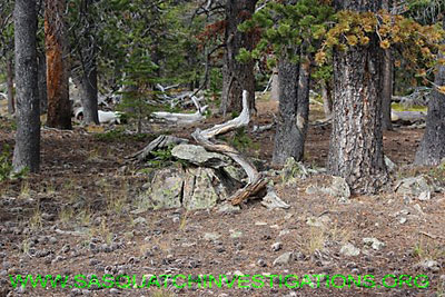 Bigfoot Research Tree Shape 106