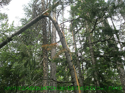 Bigfoot Research Tree Break Rand012