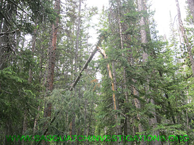 Sasquatch Research Tree Break Rand014