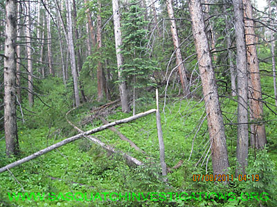 Bigfoot Research Tree Break Rand031