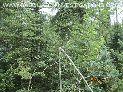 Colorado Bigfoot Tree Break 1
