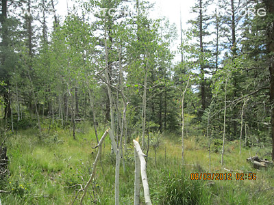 Colorado Bigfoot Tree Break 3