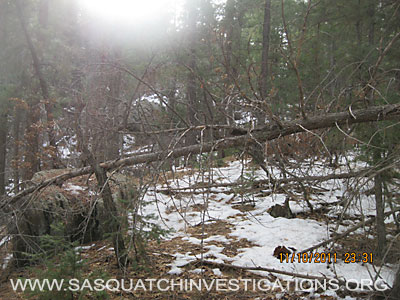 Colorado Bigfoot Sighting Tree Break 009