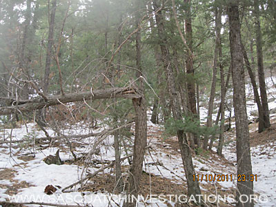 Colorado Bigfoot Sighting Tree Break 010