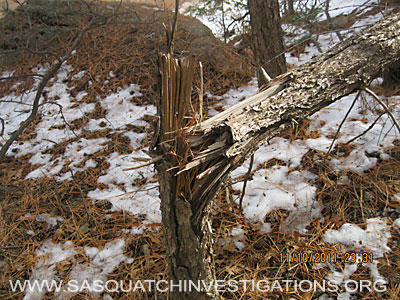 Colorado Bigfoot Sighting Tree Break 011