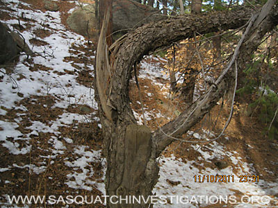 Colorado Bigfoot Sighting Tree Break 016
