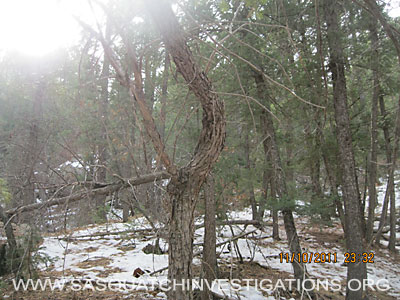 Colorado Bigfoot Sighting Tree Break 018