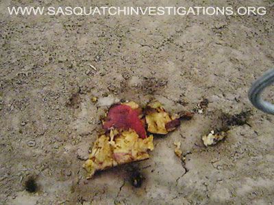 Bigfoot Evidence Fruit Picture