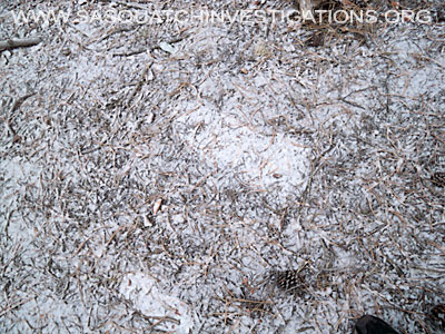 Bigfoot Footprint Picture from Sasquatch Investigations of the Rockies