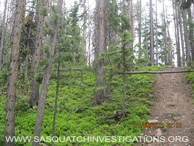 Colorado Bigfoot Sighting Tree Break 021