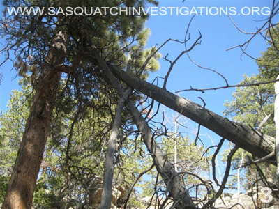 Sasquatch Research Trip Central Colorado 032512 Picture 3