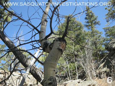 Sasquatch Research Trip Central Colorado 032512 Picture 6