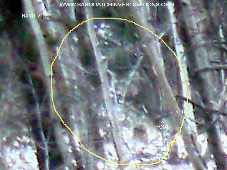 Sasquatch Picture Highlighted