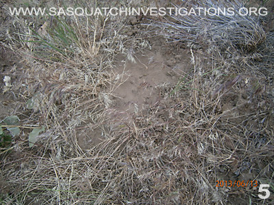 Sasquatch Is Hiding In Plain Sight Report 12-23-13 5