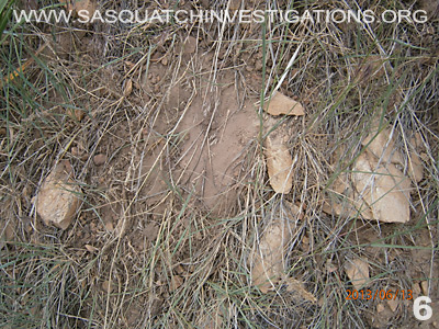 Sasquatch Is Hiding In Plain Sight Report 12-23-13 6