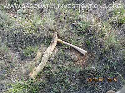 Central Colorado Bigfoot Evidencer 11/04/12 by Michael Johnson 12