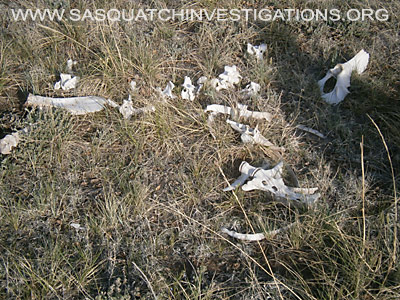 Sasquatch Evidence Of Predator 060613 1