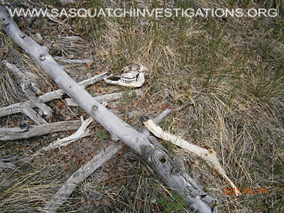 Sasquatch Evidence Of Predator 060613 5