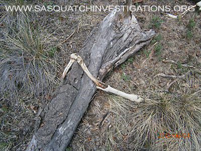 Sasquatch Evidence Of Predator 060613 6