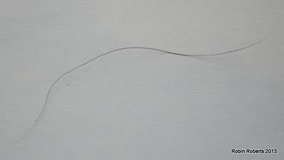 Big foot hair sample 062813 2