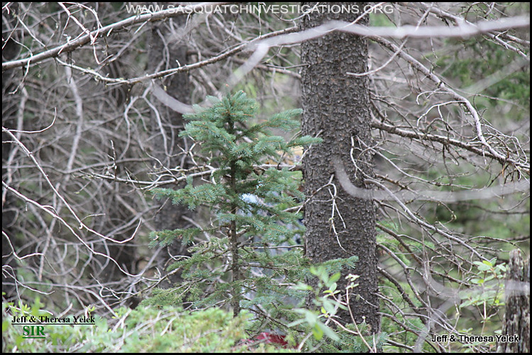 Bigfoot sighting in Colorado 07-20-15 picture 3