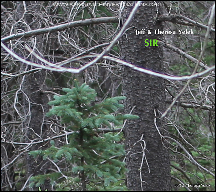 Bigfoot sighting in Colorado 07-20-15 picture 2