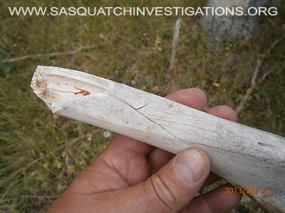 Bigfoot Predator Evidence Bone