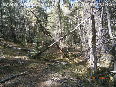 Bigfoot Evidence Of A Predator 10-24-13 1