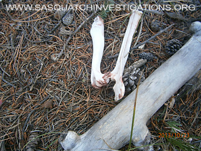 Bigfoot Evidence Of A Predator 10-24-13 5