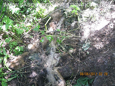 Bigfoot Evidence Of A Predator 4