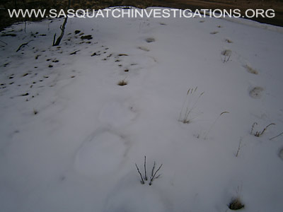 Sasquatch Footprints In Colorado 2