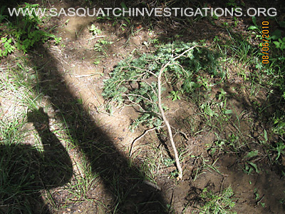 Bigfoot Tree Breaks Dry 11-19-13