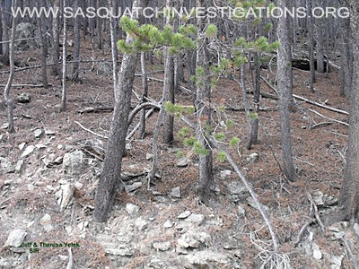 Bigfoot Research In Central Colorado 11-11-12 Picture 3