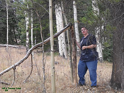 Bigfoot Tree Breaks 2
