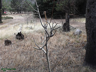Bigfoot Tree Breaks 6