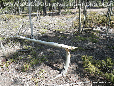 Bigfoot Research Field Report 05-03-13 Picture 4