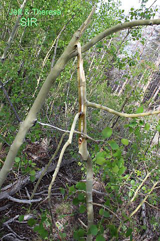 Colorado Field Report Bigfoot Fresh Tree Break