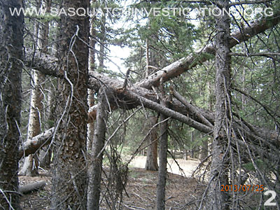 Bigfoot Tree Structures In Colorado 080113 2