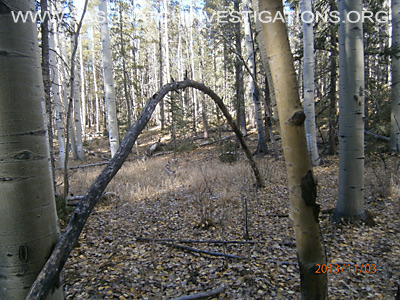 Bigfoot Tree Structures In Colorado 11-16-134
