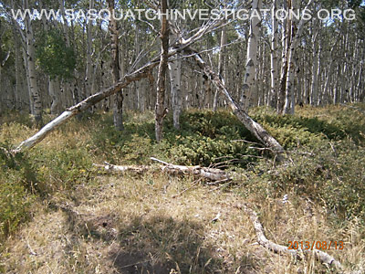 Colorado Squatch Tree Structures 081613 1