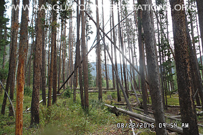 Bigfoot Tree Structure 08-24-16 3