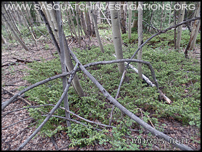 Bigfoot Tree Structures 2154