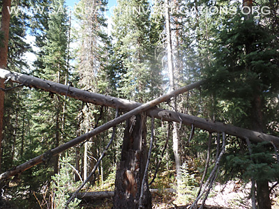 Bigfoot Tree Structures 11-11-15 1