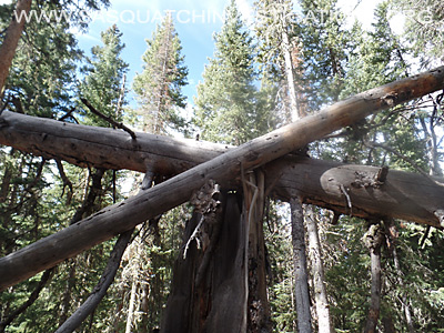 Bigfoot Tree Structures 11-11-15 2