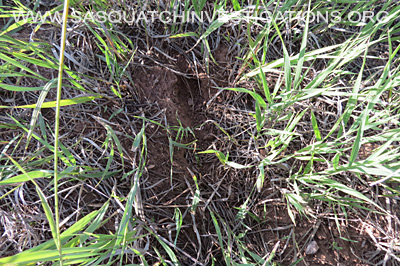 Bigfoot Colorado Field Report footprints 08-14-14 1